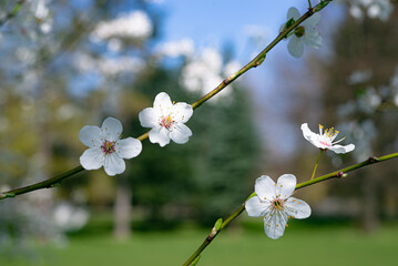 Early spring apple flowers on the tree branch against blue sky, copy space.