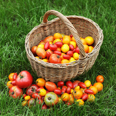 A basket of ripe tomatoes of various shapes and colors.