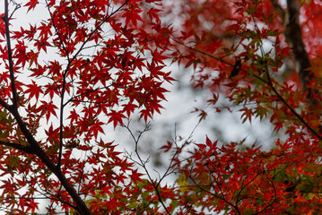岩谷堂公園 紅葉