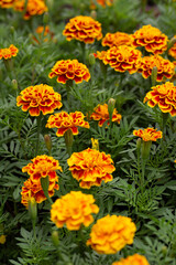 Vertical shot of a Marigold flower field. The dark yellow flowers against the green leaves give a lively feeling.