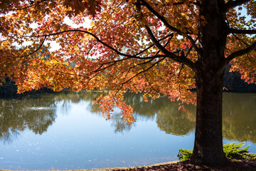 Fototapeta na wymiar Orange Leaves on a Maple Tree near a Lake in Autumn