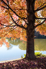 Naklejka na ściany i meble Orange Leaves on a Maple Tree near a Lake in Autumn
