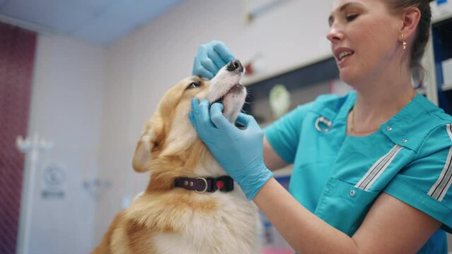 kind and careful veterinarian doctor woman is examining teeth of little dog in vet clinic