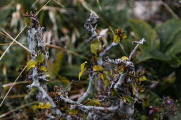 A shrub in the autumn forest. Branches of low-growing shrubs with green foliage. Plants of the autumn forest .
