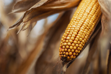 closeup of corn cobs and kernels, ready to harvest