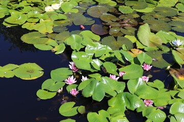lilies in the garden. water lilies in the lake. water lily in the pond