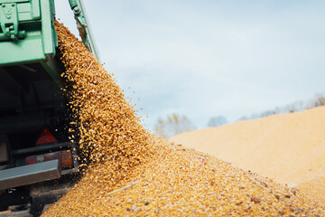 Tractor unloading corn after harvest