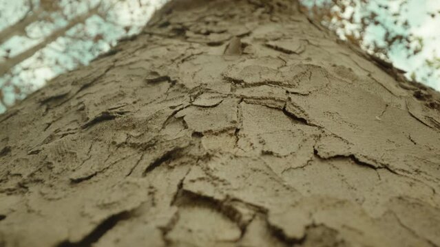 Embossed bark of high old tree lumpy rough trunk and top branches covered with dried leaves in autumn low angle view extreme closeup
