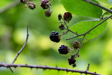 Wild blackberries in nature