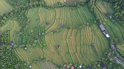 Bali, Indonesia - November 13, 2022: The Jatiluwih and Sidemen Terrace Rice Fields