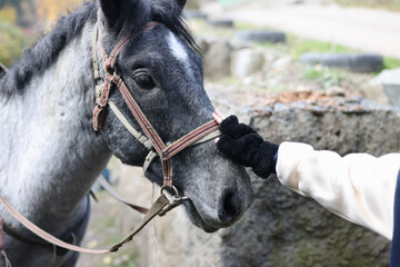 Woman hand touching gray horse head close up