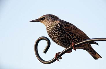 Garden Bird Starling