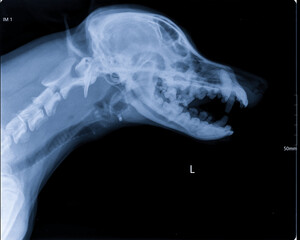 Digital x-ray image of dog skull head and neck with open mouth. Imaging skull, teeth, and trachea. Lateral view