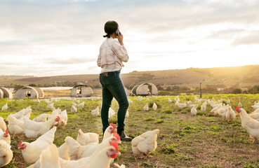 Agriculture, chicken and phone of farm woman in countryside with 5g communication for poultry...