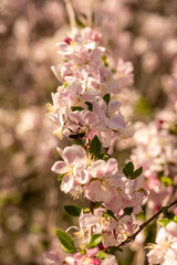 Bee Pollinates Pink Dogwood Blooms