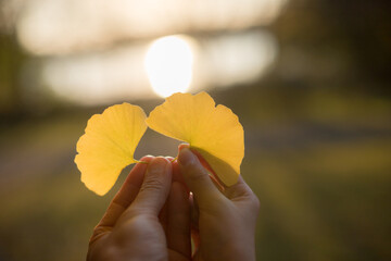 黄色いイチョウの葉を持っている親子の指の姿