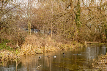 River wildlife and ducks.