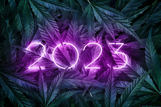 Number 2023 year glowing purple neon on background of marijuana leaves, dark background