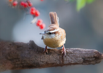 carolina wren on branch with red berries