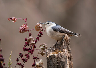 nuthatch songbird on perch