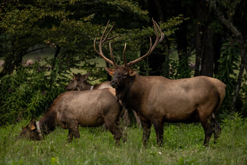 Naklejka na ściany i meble Bull Elk Guarding His Harem Waiting for The Rut To Start