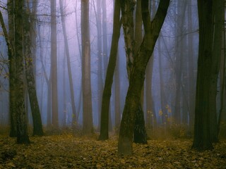 Gloomy forest in thick fog. Atmospheric autumn woods. Dark forest with fallen leaves at dawn.