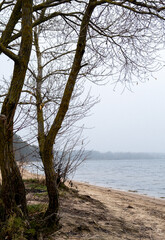 Fototapeta premium tree on the shore of lake