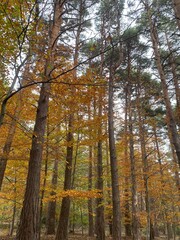 Forest with trees in autumn, trees and branches with leaves autumn tones