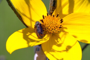 Orange and black striped beetle on a yellow wildflower in Cotacachi, Ecuador