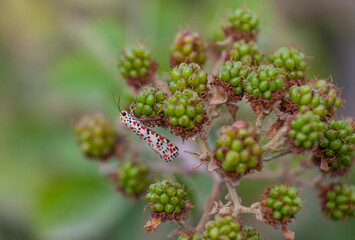 The scarlet-spotted moth with the scientific name Utetheisa pulchella is a moth of the family Erebidae. Its beauty arouses admiration.	
