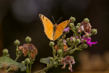 Pieridae (Colotis fausta) is common in North Africa, the Middle East and southern Asia. In Turkey, it is common in Mesopotamia in the fall.