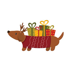 A cute dachshund dog carries gifts for Christmas and New Year. Christmas greeting card concept. Vector flat illustration.