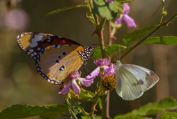 Danaidae (Danaus chrysippus) is a species common in the southern part of Turkey. It breeds in the...