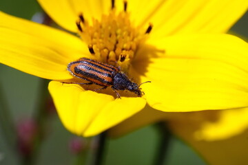 Orange and black striped beetle on a yellow wildflower in Cotacachi, Ecuador