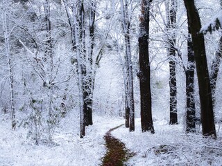 Magical winter forest in the morning. Fairytale atmosphere in the snowy woods. Frost covered tree branches.
