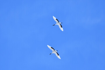 Bird watching, red-crowned crane, in
 winter