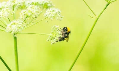 Macro photo of the Honey bee and white flower. Apis feeding on white flower.