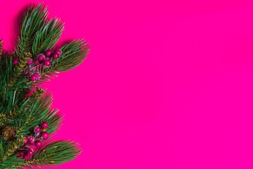 Green spruce branches with berries on a pink background copy space