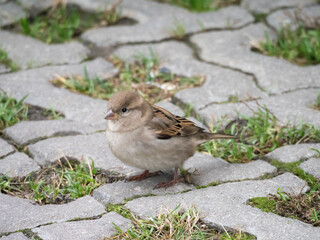 portrait of a sparrow on the sidewalk