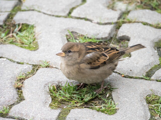 sparrow close up