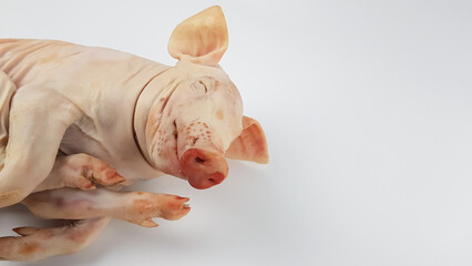 the carcass of a small dairy fresh piglet lies on a white background of isolate. preparation of an expensive exquisite festive pork dish