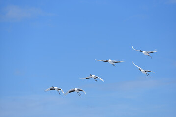 Fototapeta premium Bird watching, red-crowned crane, in winter