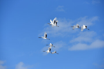 Bird watching, red-crowned crane, in
 winter