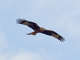A Red Kite (Milvus milvus) in flight against a grey blue sky at RSPB Fairburn Ings in West Yorkshire.