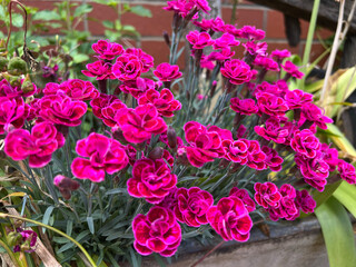 Carnation, (Dianthus caryophyllus), also called grenadine or clove pink.