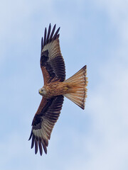 A Red Kite (Milvus milvus) in flight against a grey blue sky at RSPB Fairburn Ings in West Yorkshire.