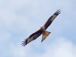 Fototapeta na wymiar A Red Kite (Milvus milvus) in flight against a grey blue sky at RSPB Fairburn Ings in West Yorkshire.