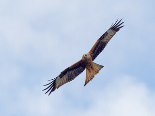 A Red Kite (Milvus milvus) in flight against a grey blue sky at RSPB Fairburn Ings in West Yorkshire.