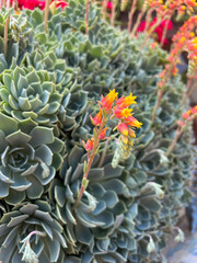 Echeveria elegans, the Mexican snow ball, Mexican gem or white Mexican rose is a species of flowering plant in the family Crassulaceae, native to semi-desert habitats in Mexico...