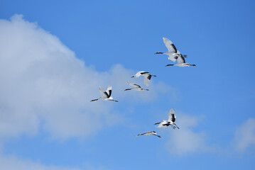 Bird watching, red-crowned crane, in
 winter